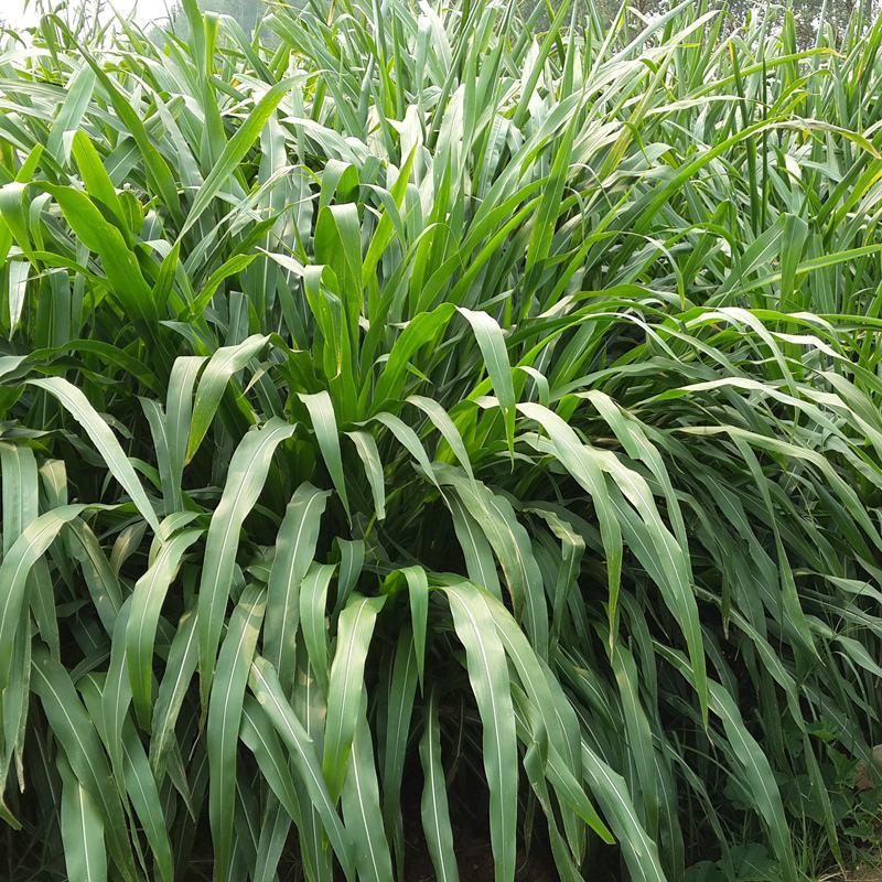 墨西哥玉米草种子优质高产多年生进口墨西哥玉米草种子包发芽