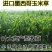 墨西哥玉米草种子优质高产多年生进口墨西哥玉米草种子包发芽