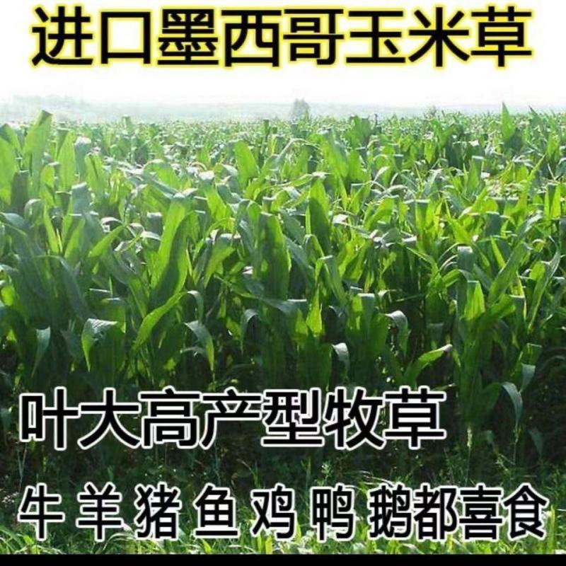 墨西哥玉米草种子优质高产多年生进口墨西哥玉米草种子包发芽