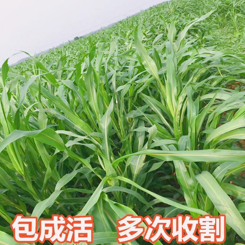 墨西哥玉米草种子优质高产多年生进口墨西哥玉米草种子包发芽