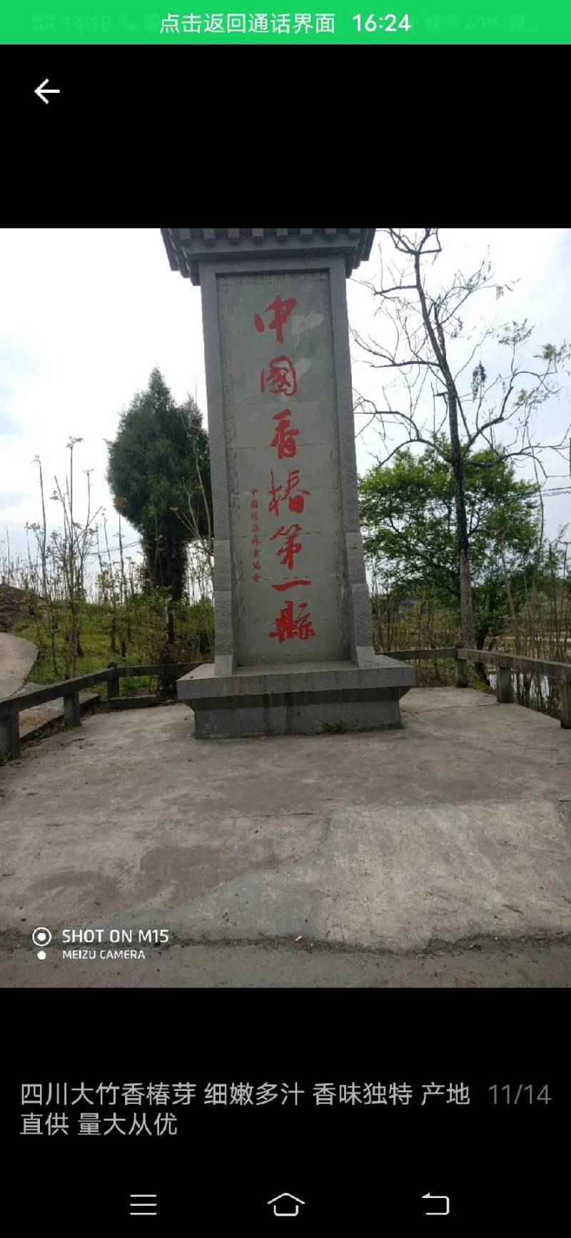 香椿芽四川红油香椿芽产地大量批发，代办，诚信合作来电订购