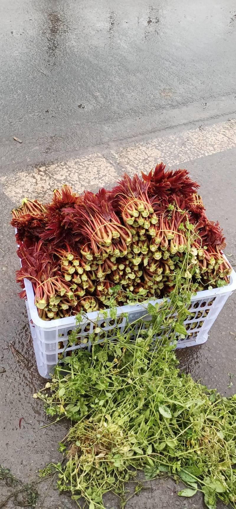 香椿芽四川大竹红香椿产地，自产自销，现大量批发，欢迎进店