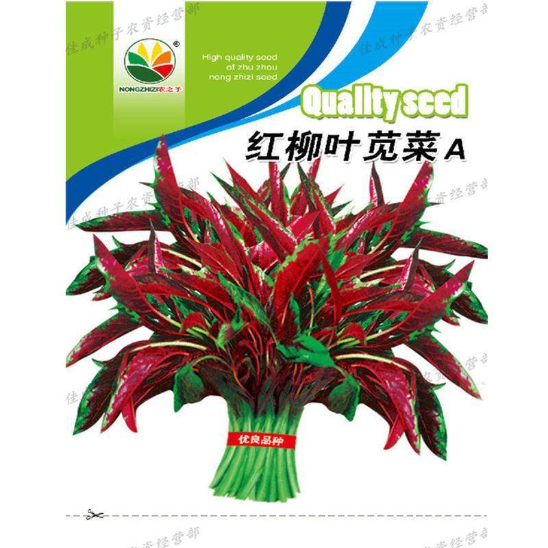 红柳叶苋菜种子A500克，喜高温阳光，亩产4000斤
