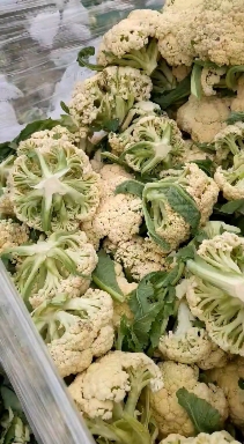 有机花加工厂货量大