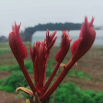 香椿芽四川红油香椿芽产地大量批发，代办，诚信合作来电订购