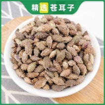 苍耳子野生新货老籽仓耳子泡茶可磨苍耳籽粉