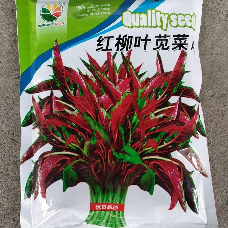 红柳叶苋菜种子A500克，喜高温阳光，亩产4000斤