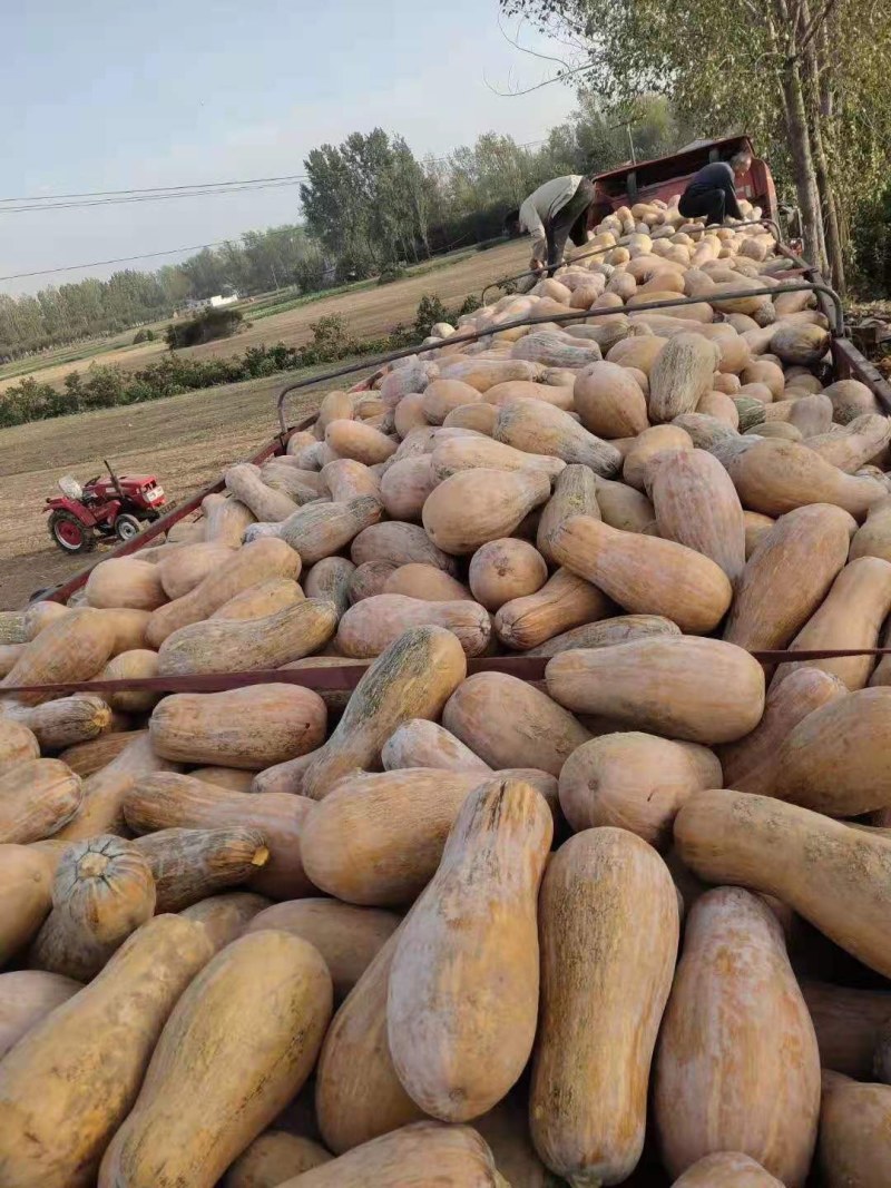 次品南瓜，养殖用南瓜，产地直发，加工厂，养殖厂全年供应