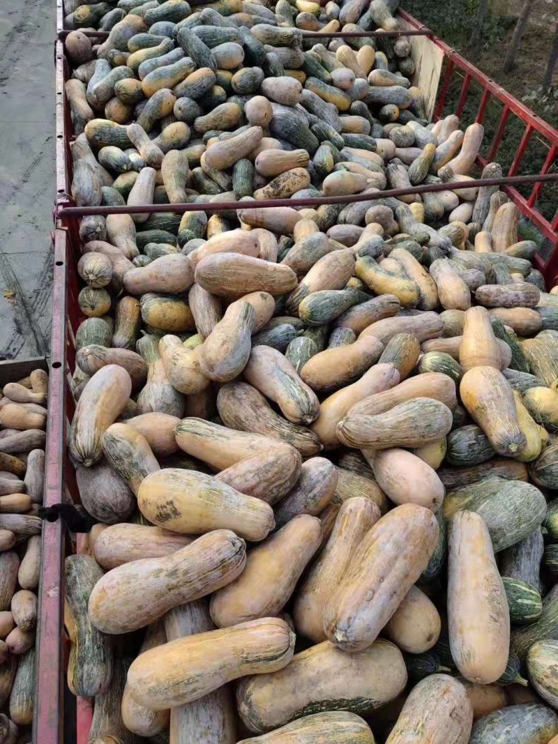 次品南瓜，养殖用南瓜，产地直发，加工厂，养殖厂全年供应