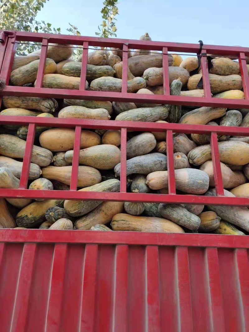 次品南瓜，养殖用南瓜，产地直发，加工厂，养殖厂全年供应
