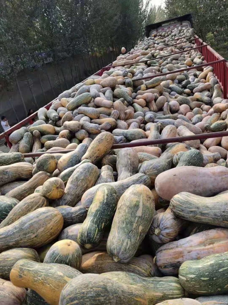 次品南瓜，养殖用南瓜，产地直发，加工厂，养殖厂全年供应
