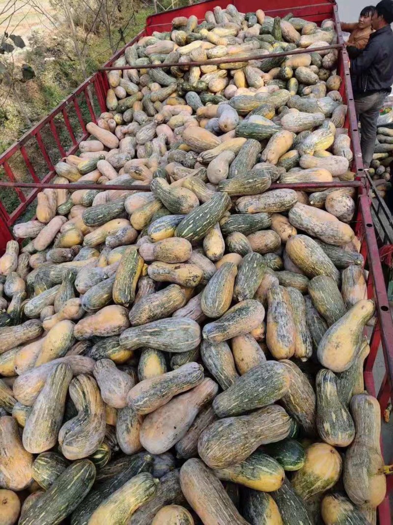 次品南瓜，养殖用南瓜，产地直发，加工厂，养殖厂全年供应