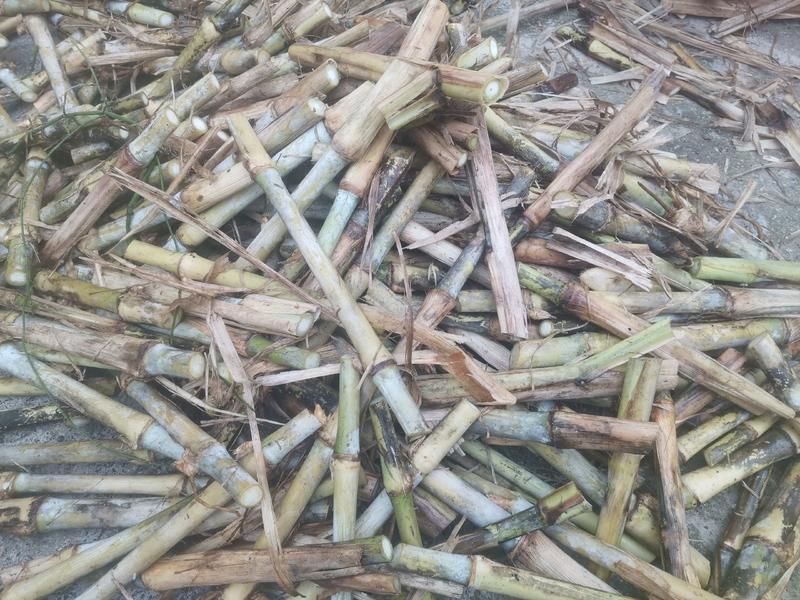 牧草皇竹草甜像草种节新型皇竹草每节0.32元产地直供品质