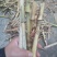 牧草皇竹草甜像草种节新型皇竹草每节0.32元产地直供品质