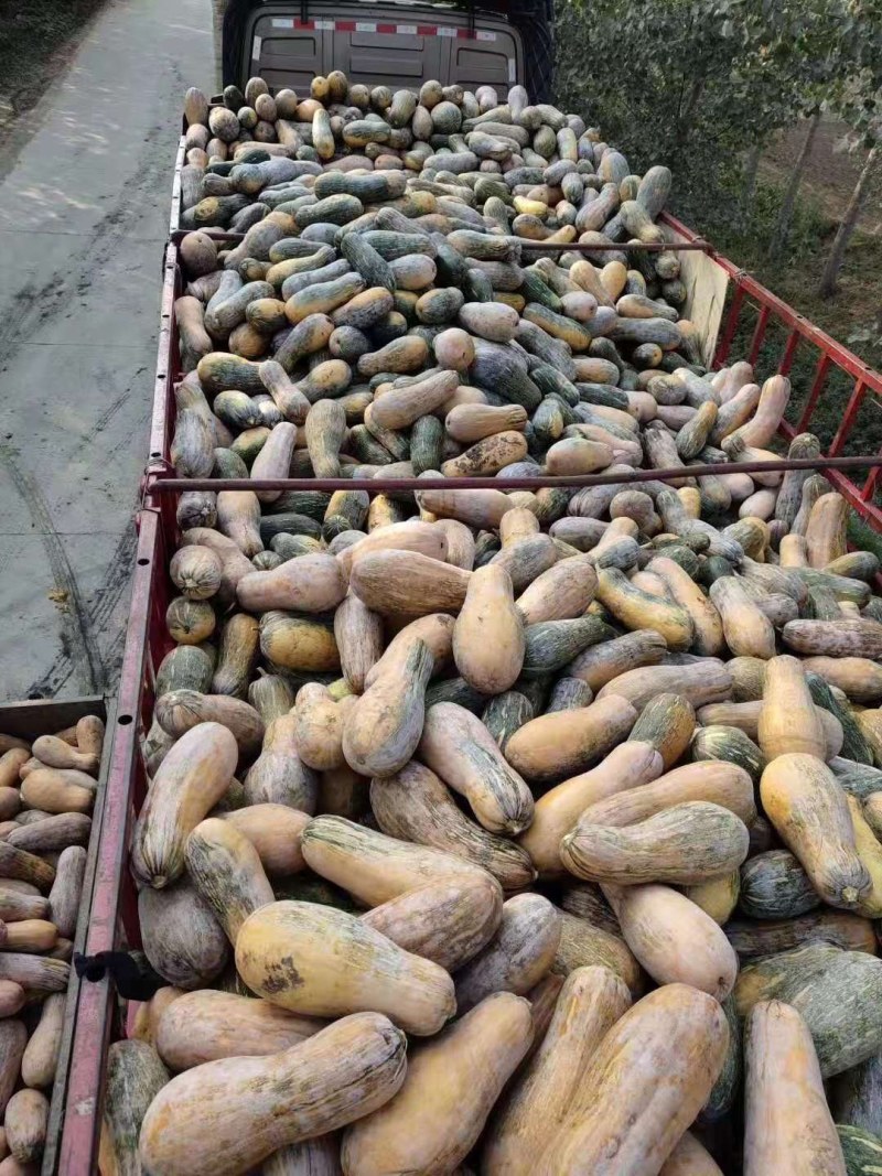 养殖用南瓜，次品加工厂用南瓜，饲料厂用南瓜，优惠全年供应