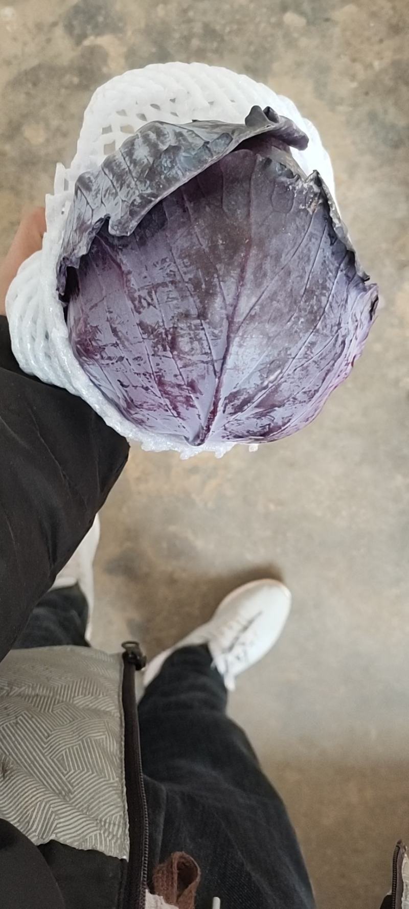 紫甘蓝，河北优质紫甘蓝，个头均匀，货源充足，欢迎下单