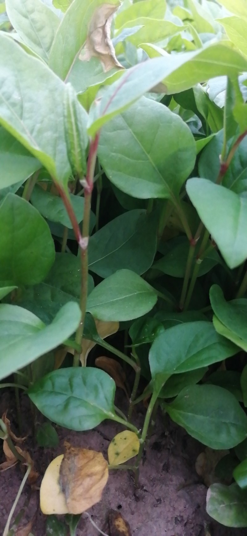 虎杖种苗