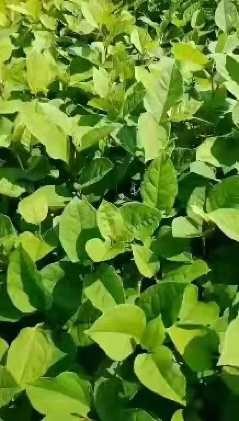 虎杖种苗