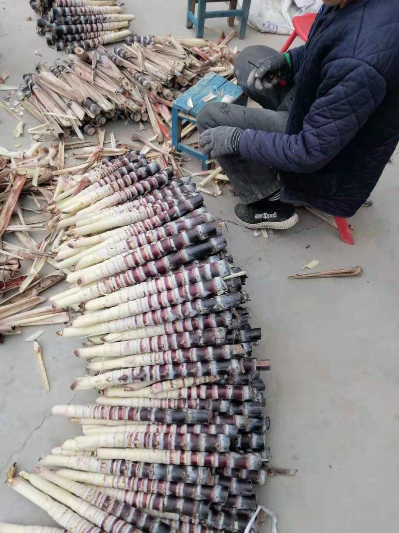 2026黑皮果蔗种苗，甘蔗种子，脱毒三代种苗