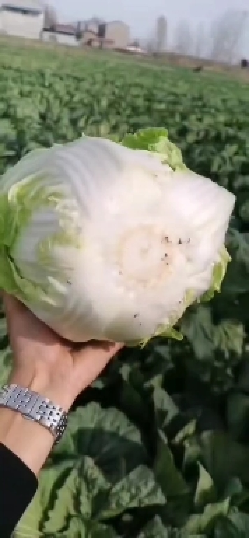 黄心白菜看货论价保质保量欢迎定购
