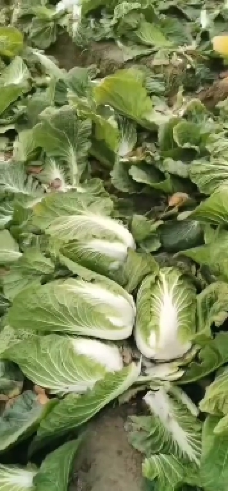 黄心白菜看货论价保质保量欢迎定购