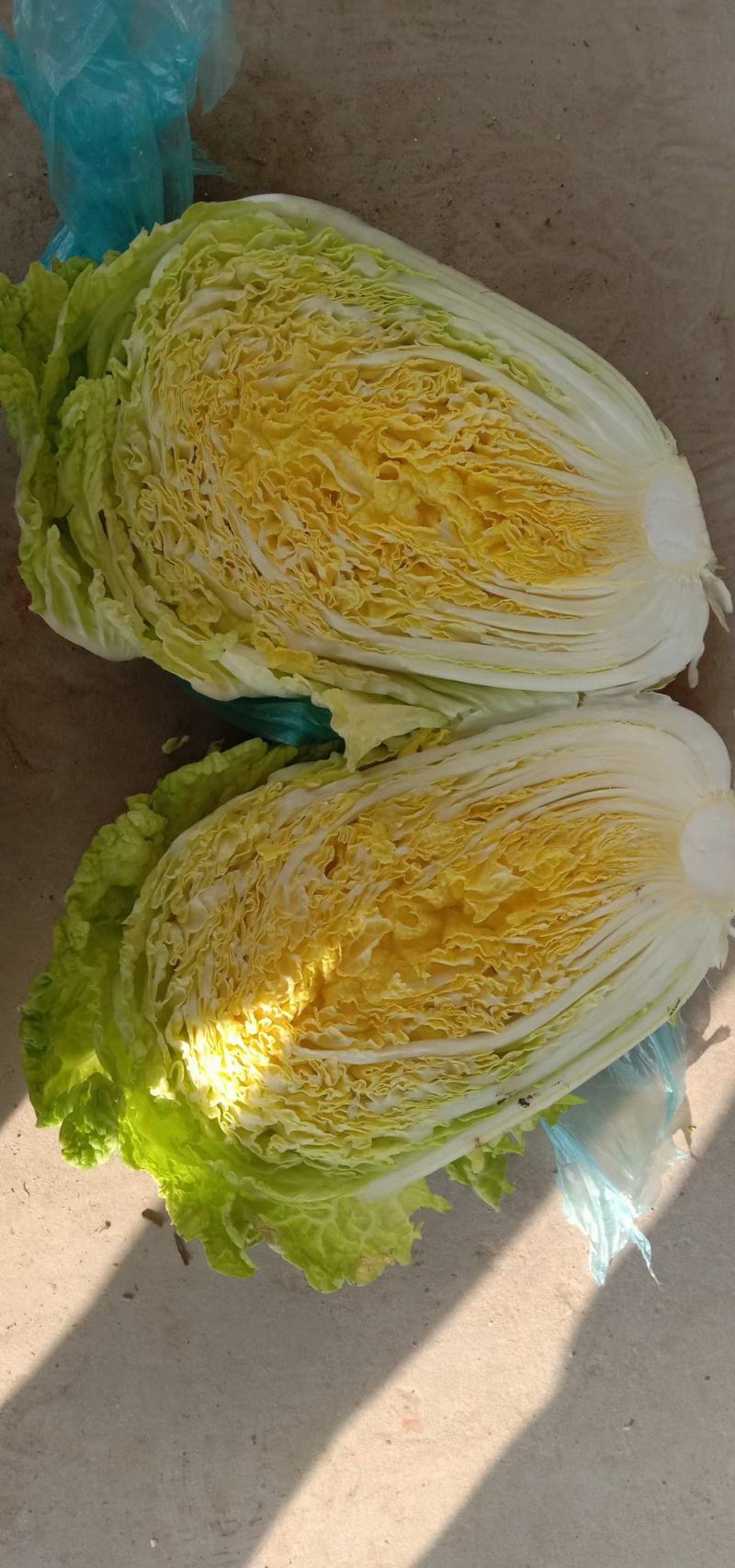 黄心白菜看货论价保质保量欢迎定购