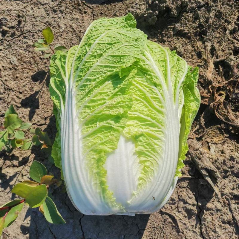 黄心白菜看货论价保质保量欢迎定购
