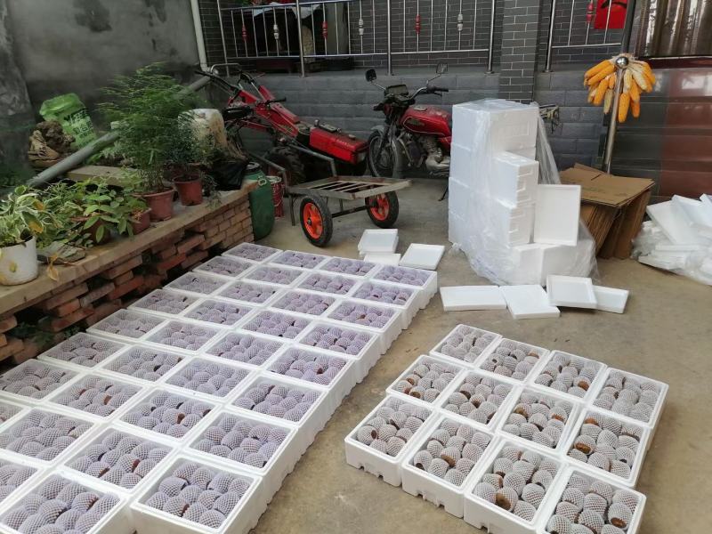 鲜果猕猴桃