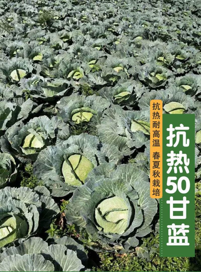 抗热50甘蓝种子10克，耐高温，单球重1.5公斤左右