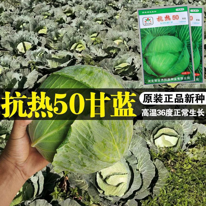 抗热50甘蓝种子10克，耐高温，单球重1.5公斤左右
