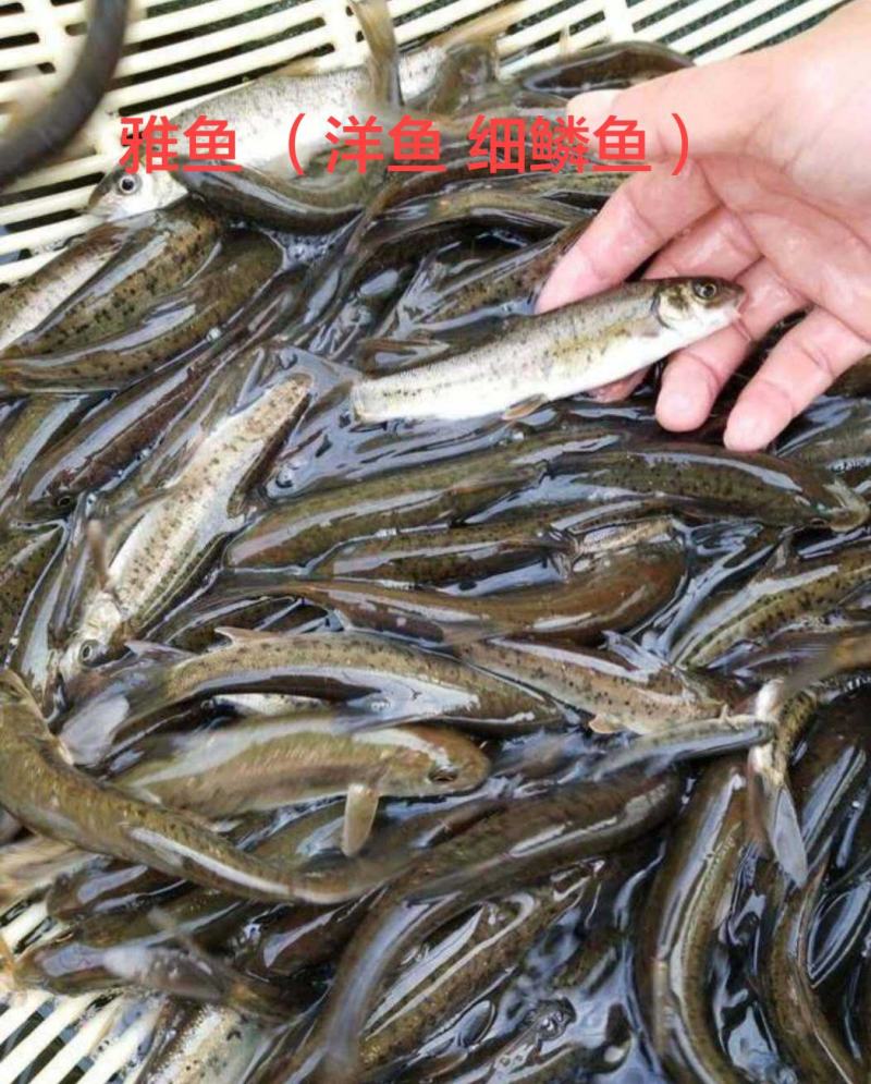 雅鱼苗裂腹鱼洋鱼细鳞鱼苗常年出售各种名优淡水鱼苗