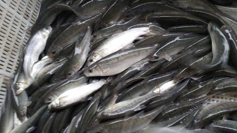 雅鱼苗裂腹鱼洋鱼细鳞鱼苗常年出售各种名优淡水鱼苗