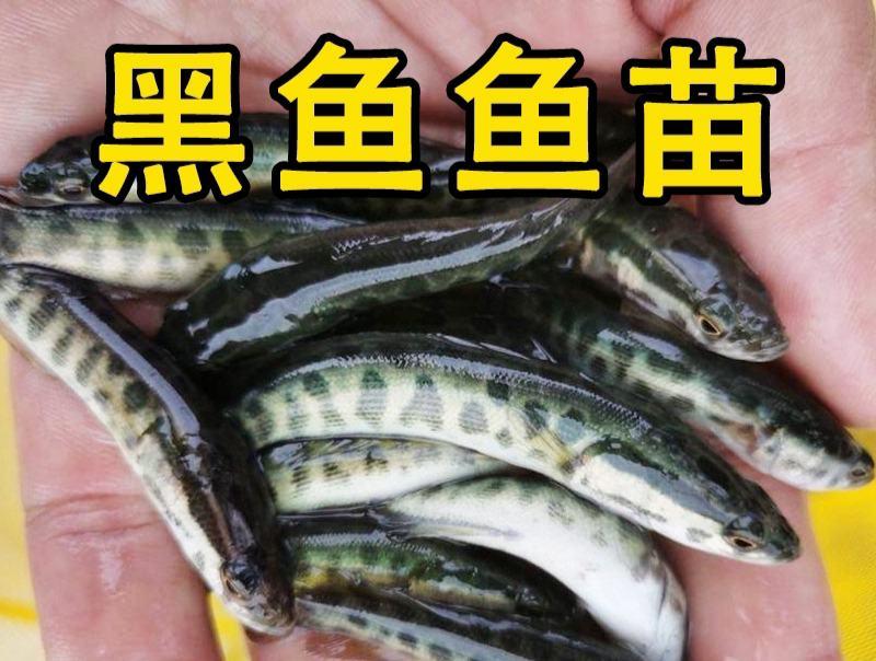 白乌鱼苗白乌棒常年出售各种名优淡水鱼苗及商品鱼