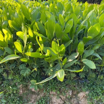 马占相思马占相思小杯苗大叶相思高度20-100cm