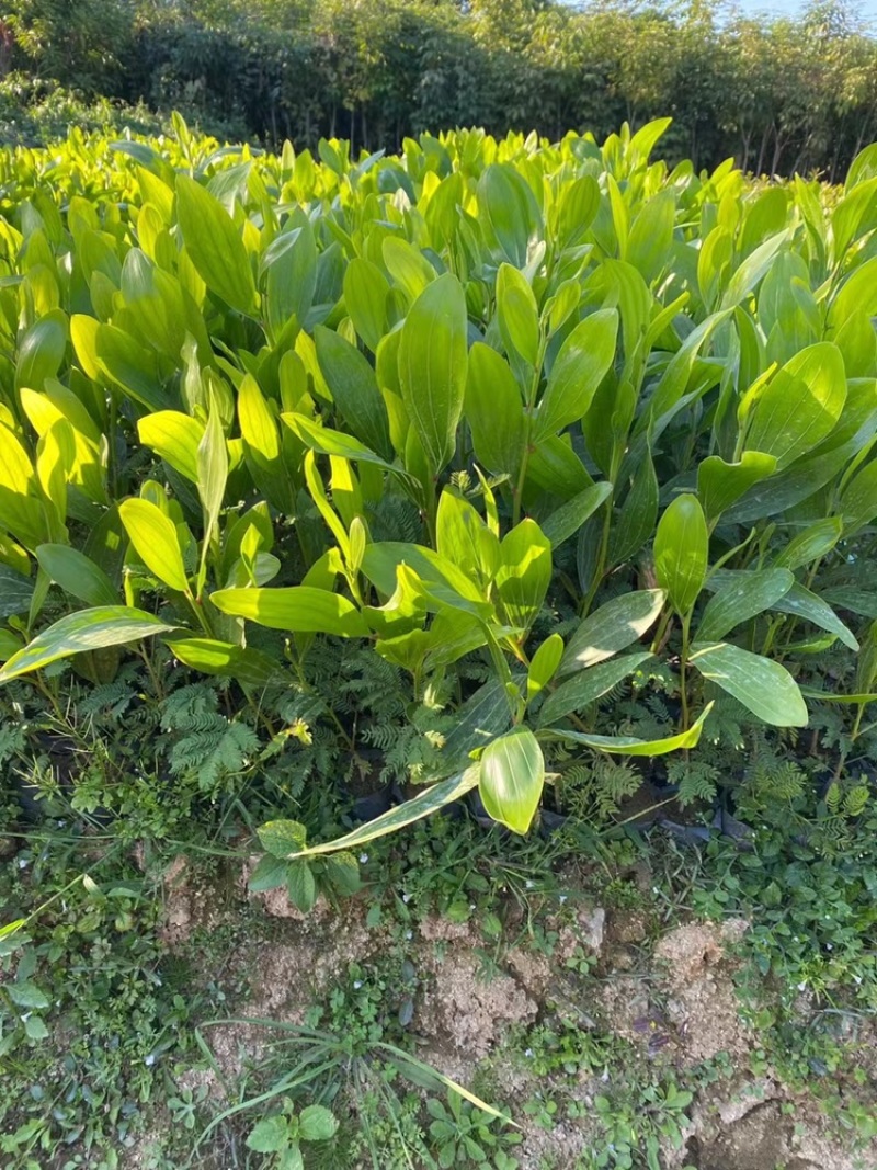 马占相思马占相思小杯苗大叶相思高度20-100cm
