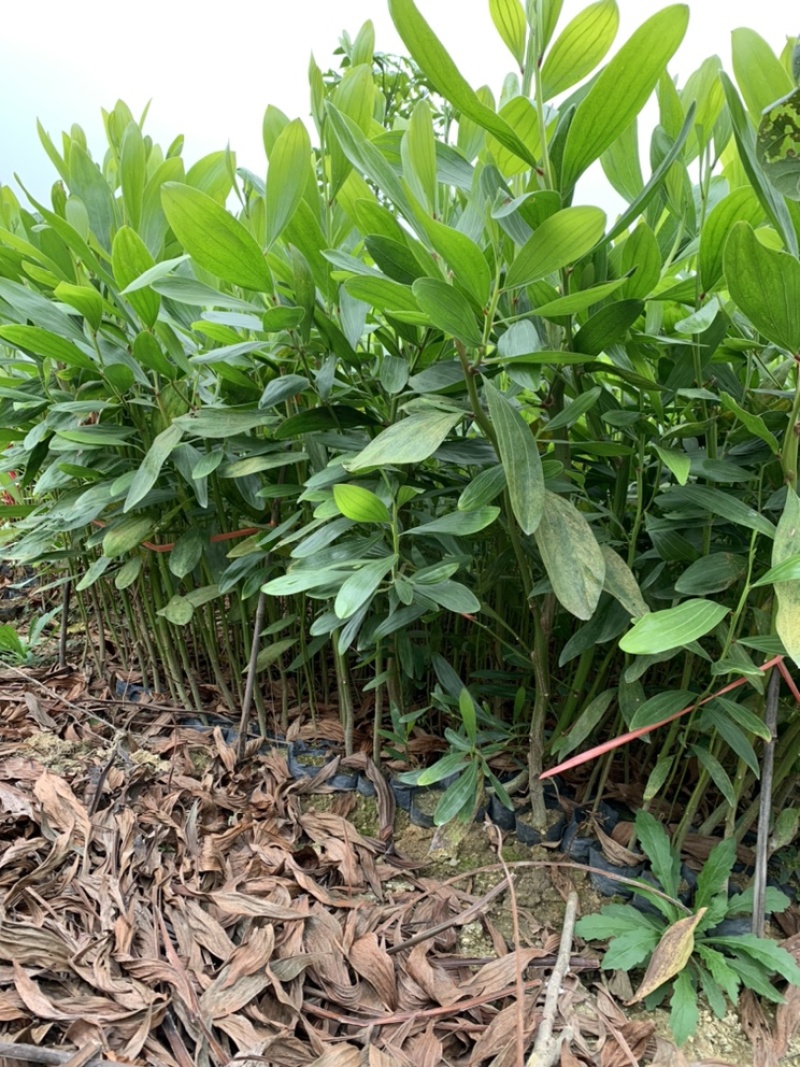 马占相思马占相思小杯苗大叶相思高度20-100cm