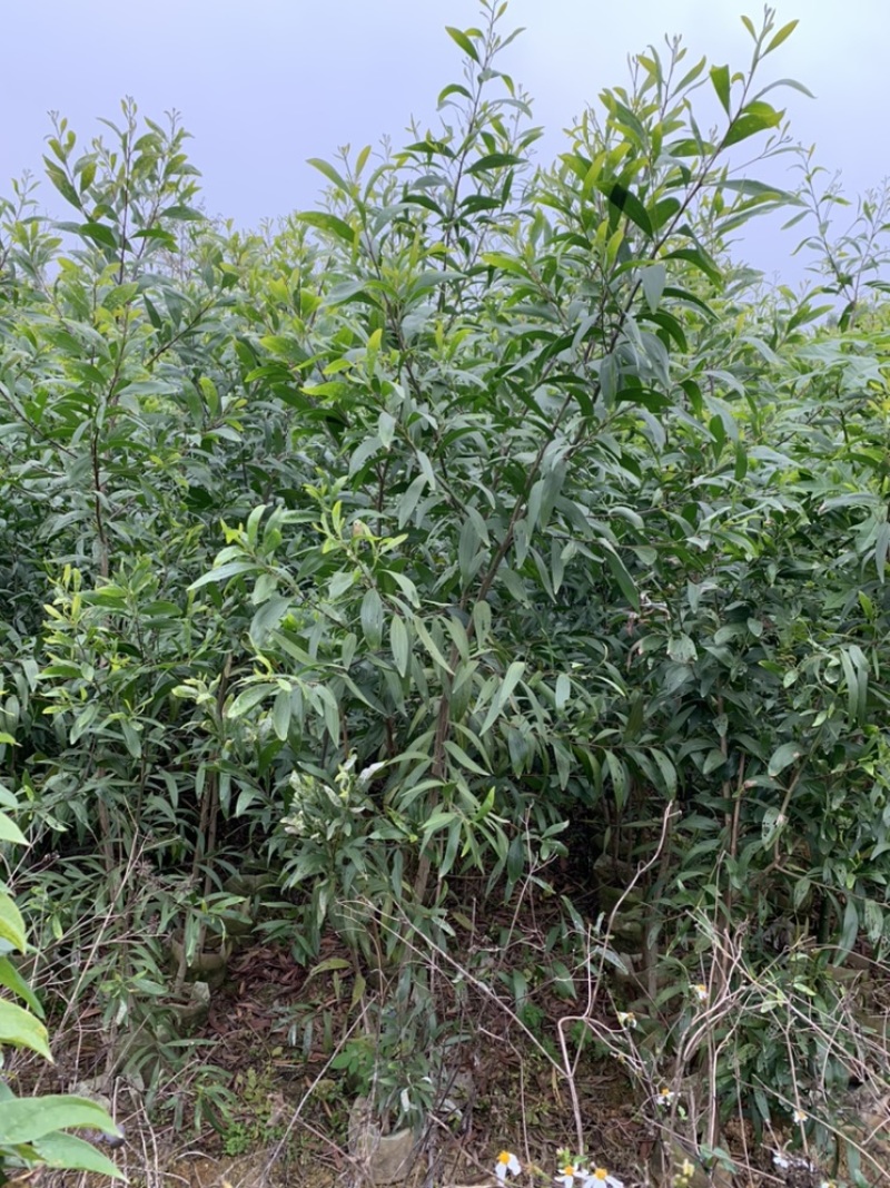 大叶相思大叶相思小杯苗供应高度20-300cm