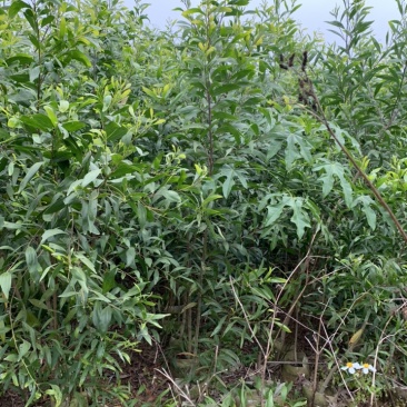 大叶相思大叶相思布袋苗大量供应高度1-6米