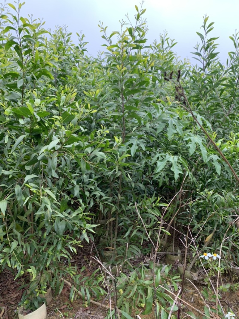 大叶相思大叶相思布袋苗大量供应高度1-6米