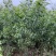 大叶相思大叶相思布袋苗大量供应高度1-6米