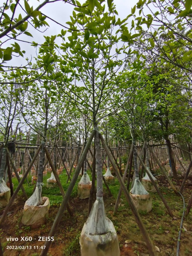 全冠白玉兰移植苗白玉兰袋苗5-11公分白玉兰树