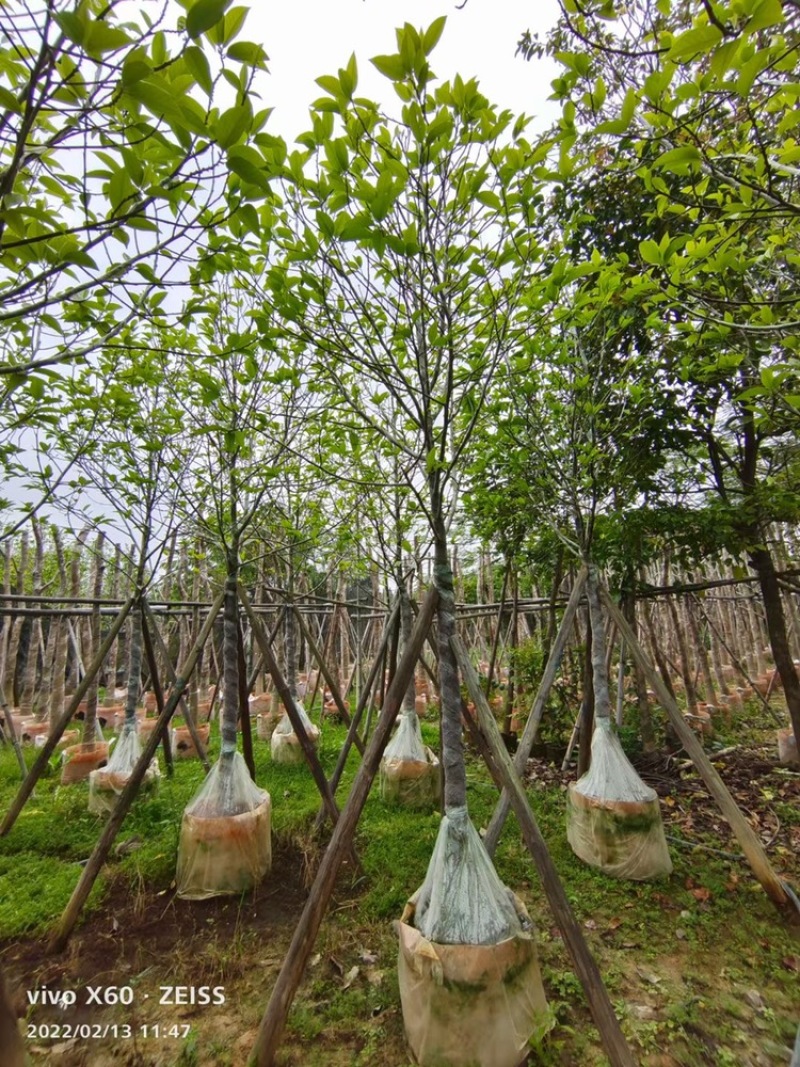 全冠白玉兰移植苗白玉兰袋苗5-11公分白玉兰树