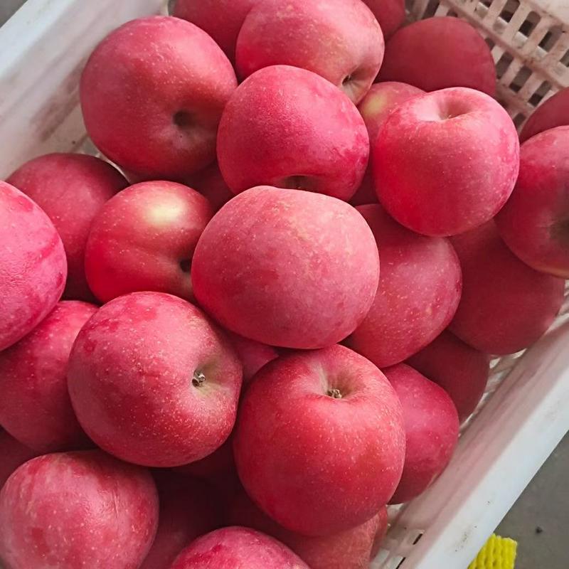 【红富士苹果】条红片红货源充足价格便宜大量走货