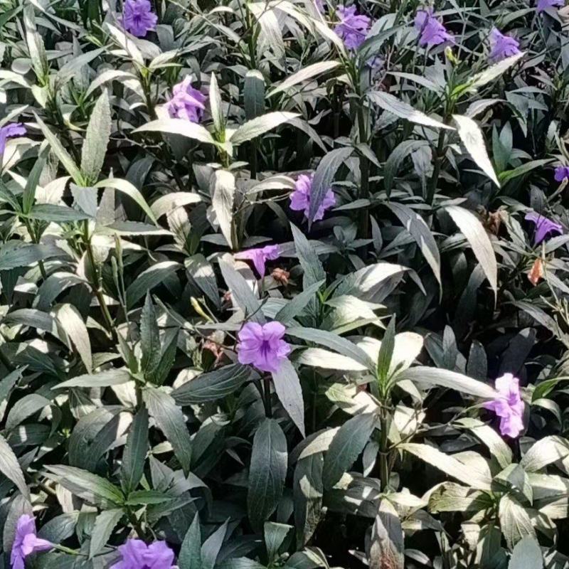 优质翠芦莉大量有货支持实地看货容器苗量大可优惠