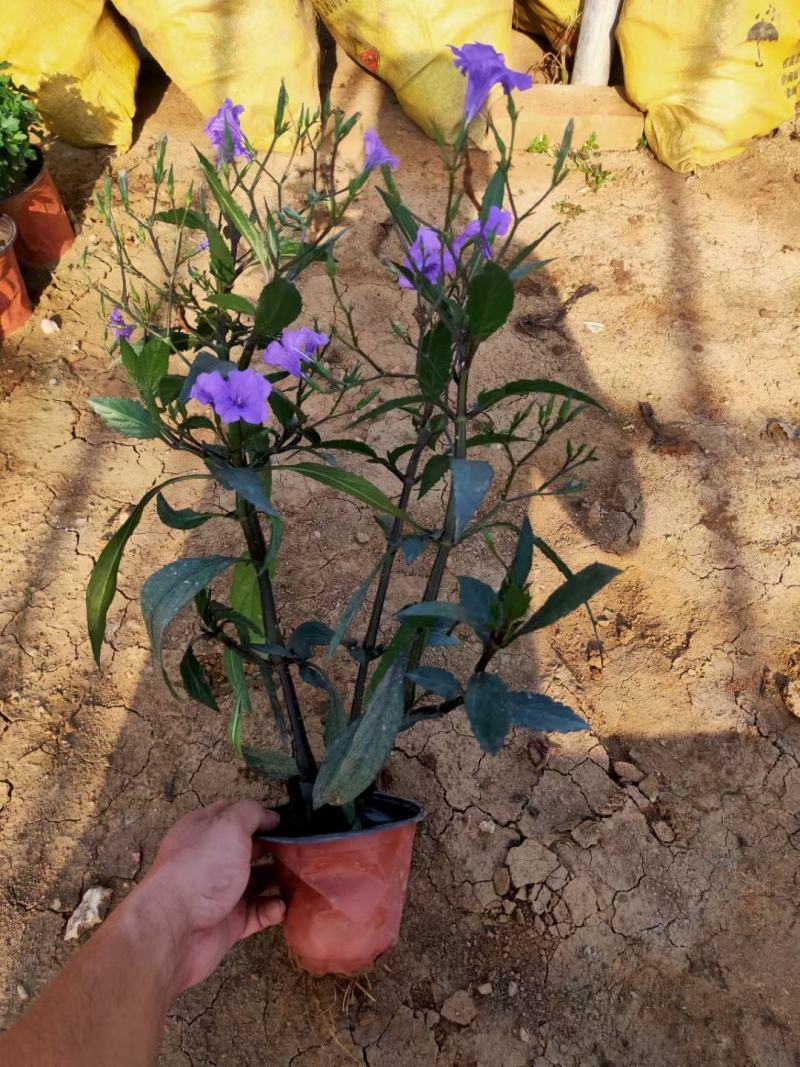 优质翠芦莉大量有货支持实地看货容器苗量大可优惠