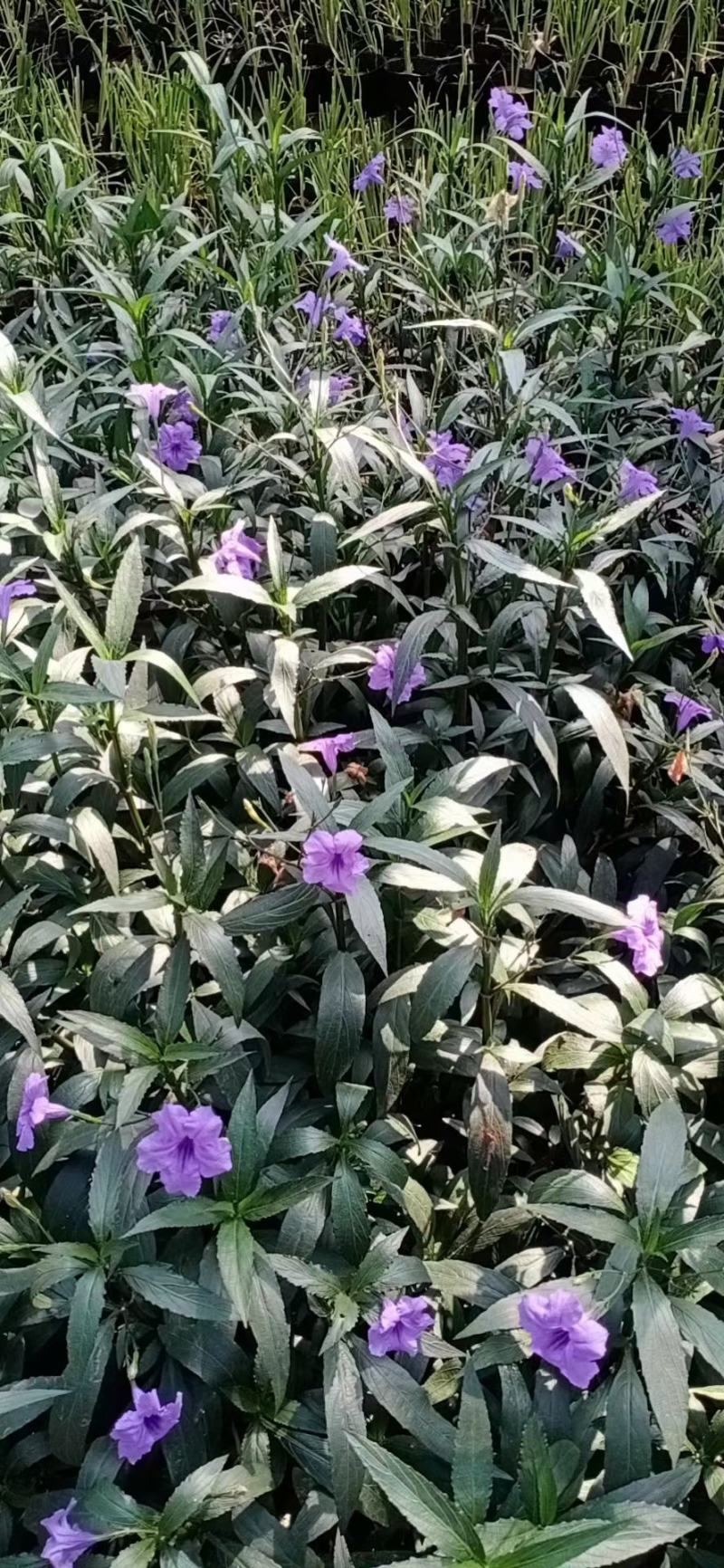 优质翠芦莉大量有货支持实地看货容器苗量大可优惠