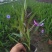 优质翠芦莉大量有货支持实地看货容器苗量大可优惠