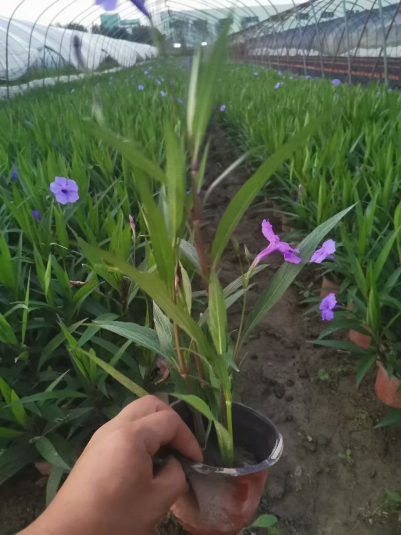 优质翠芦莉大量有货支持实地看货容器苗量大可优惠