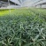 优质翠芦莉大量有货支持实地看货容器苗量大可优惠