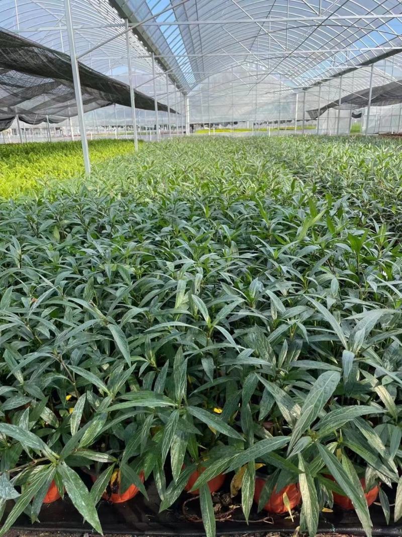 优质翠芦莉大量有货支持实地看货容器苗量大可优惠